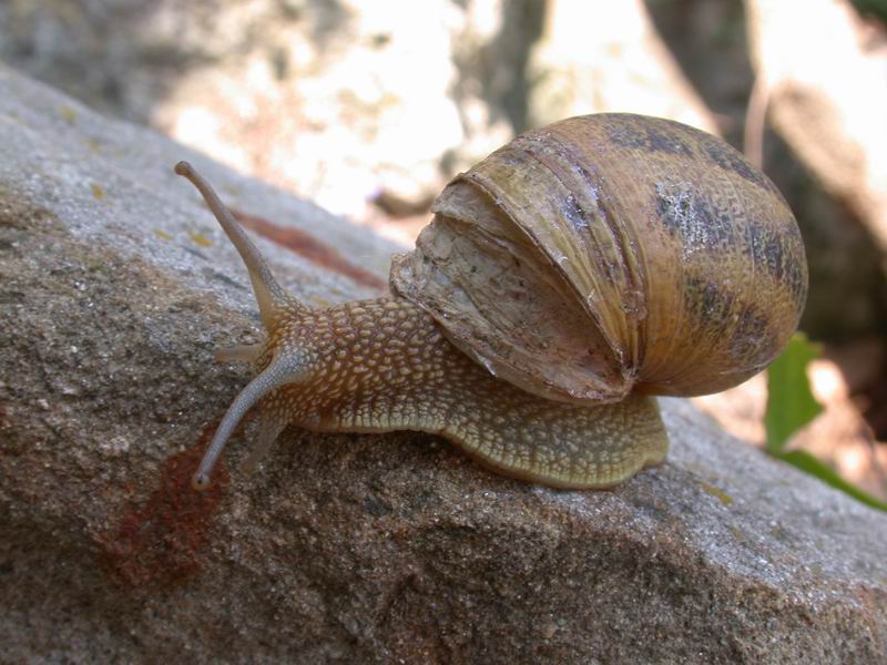 Cornu aspersum (Linnaeus,1758)